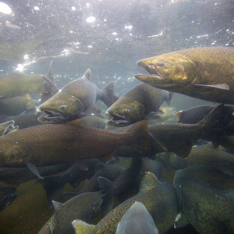 2020.02.26 - Chinook Salmon - Spawing in Fall - Pacific Northwest - Ryan Hagerty-USFWS